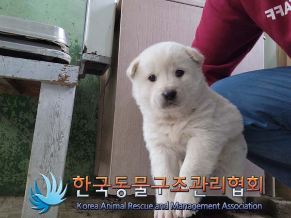 종료(입양) 믹스견…